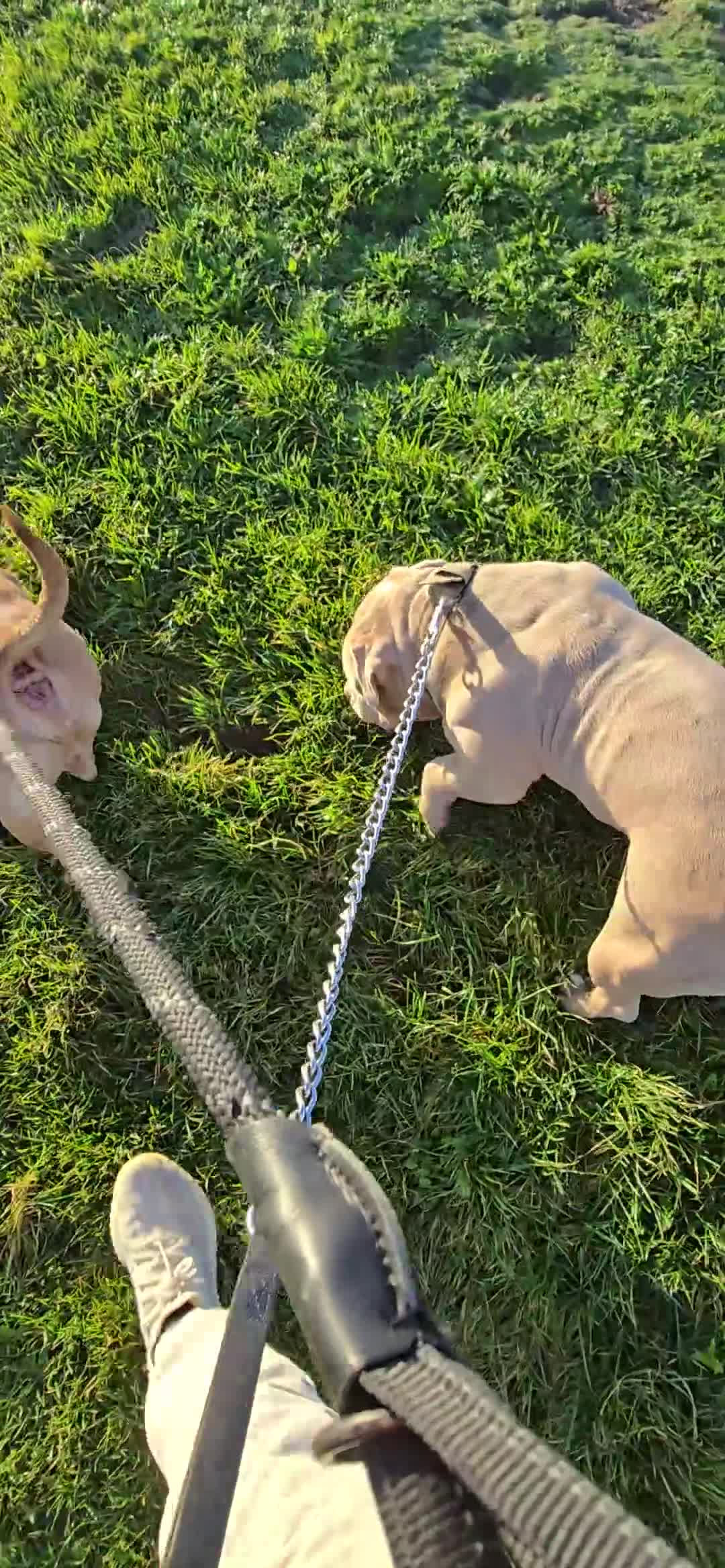 American Bully dogs for stud: ABKC Pocket Bully - Platnium/Silver - Champion 🩸 - Video 3