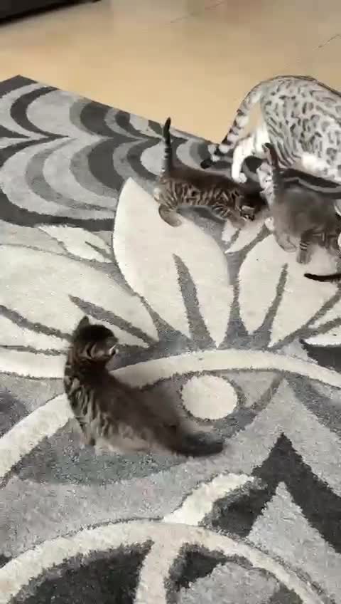 Bengal cats for sale: Cute bengal kittens for sale  - Video 1