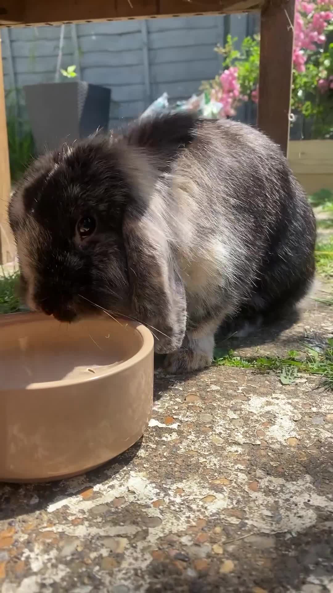 Lionhead rabbits for sale: Super playful Lionlop  - Video 2