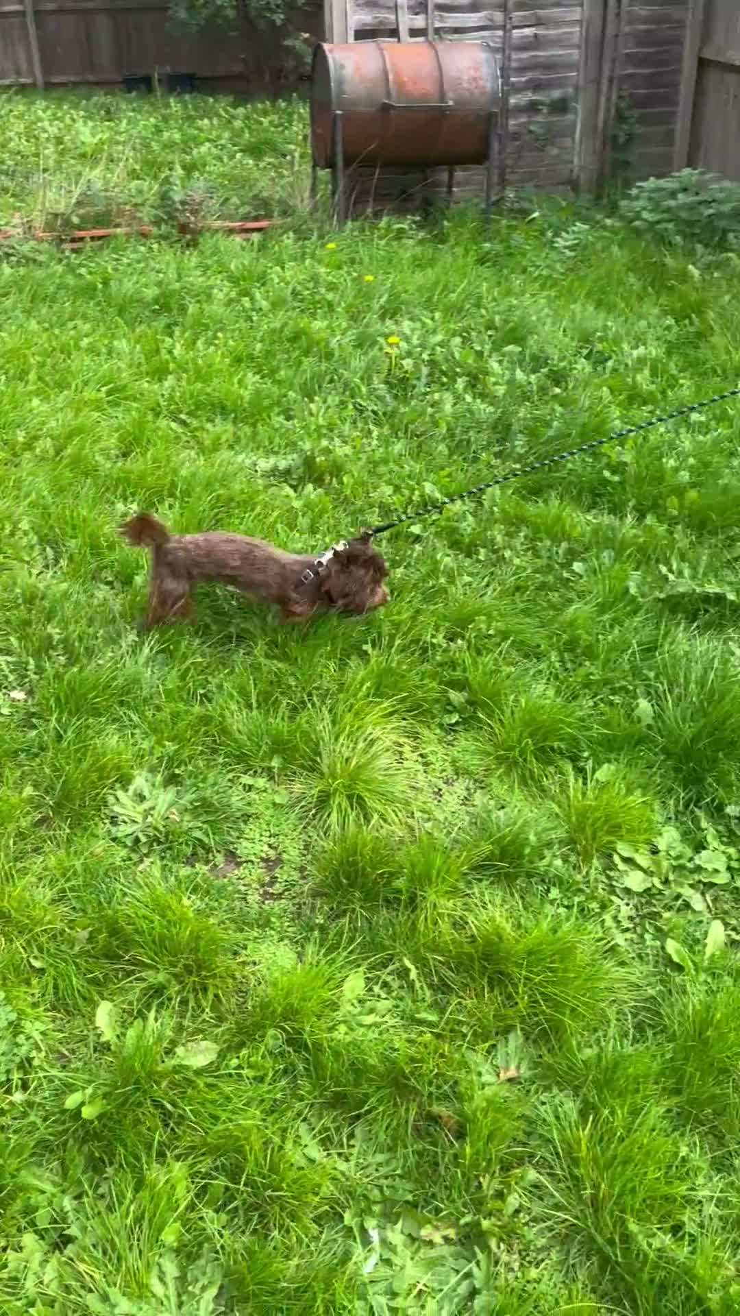 Yorkshire Terrier dogs for sale: RARE Chocolate Yorkshire Terrier - Video 1