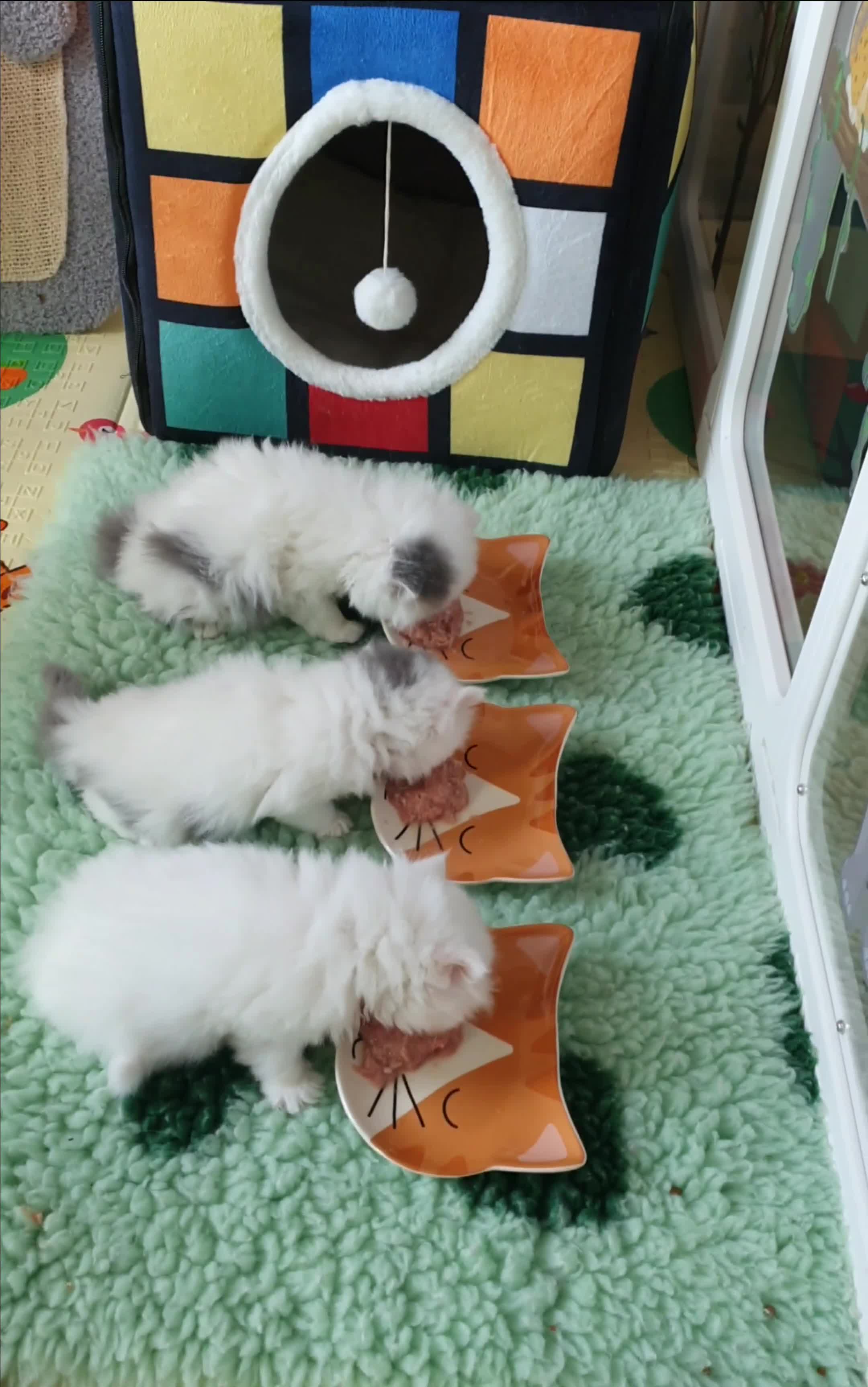 Persian cats for sale: GCCF pure breed Persian Kittens 😸  - Video 2