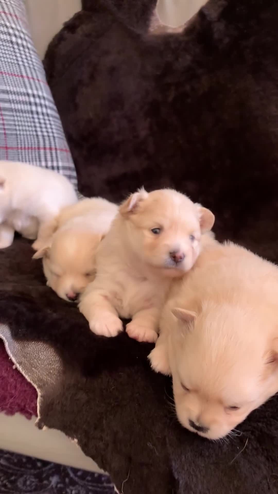 Pomeranian dogs for sale: Pure Pomeranian Puppies - Video 3