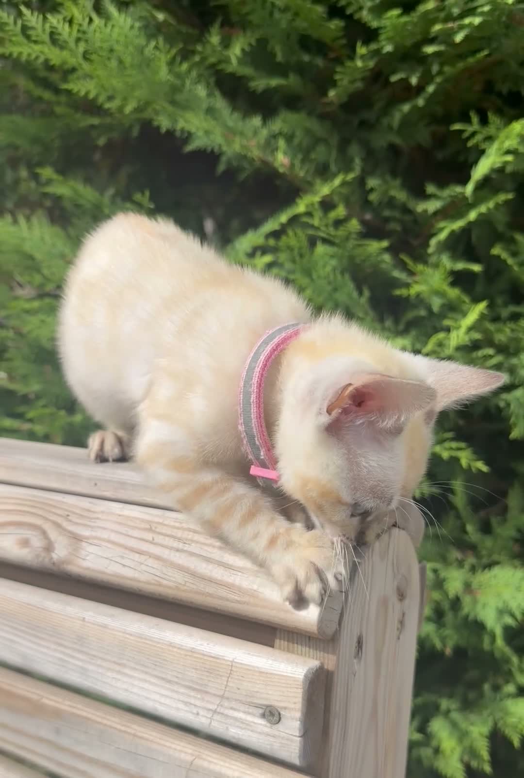 Bengal cats for sale: Nala’s Bengal kitten ready for new home  in Pinner - Video 4