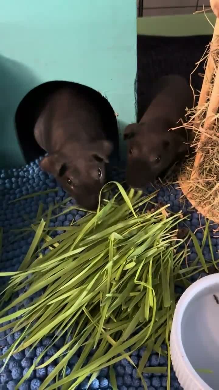 Guinea Pig rodents for sale: Skinny pigs  in Worksop - Video 2