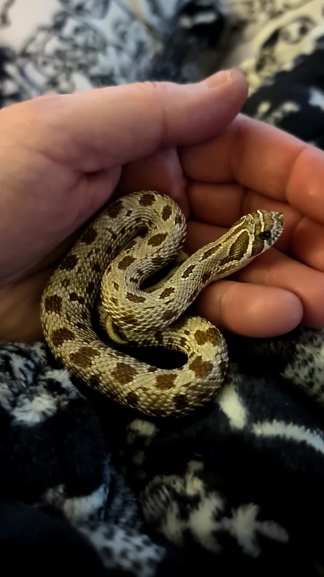 Snake reptiles for sale: Hognose male  - Video 1