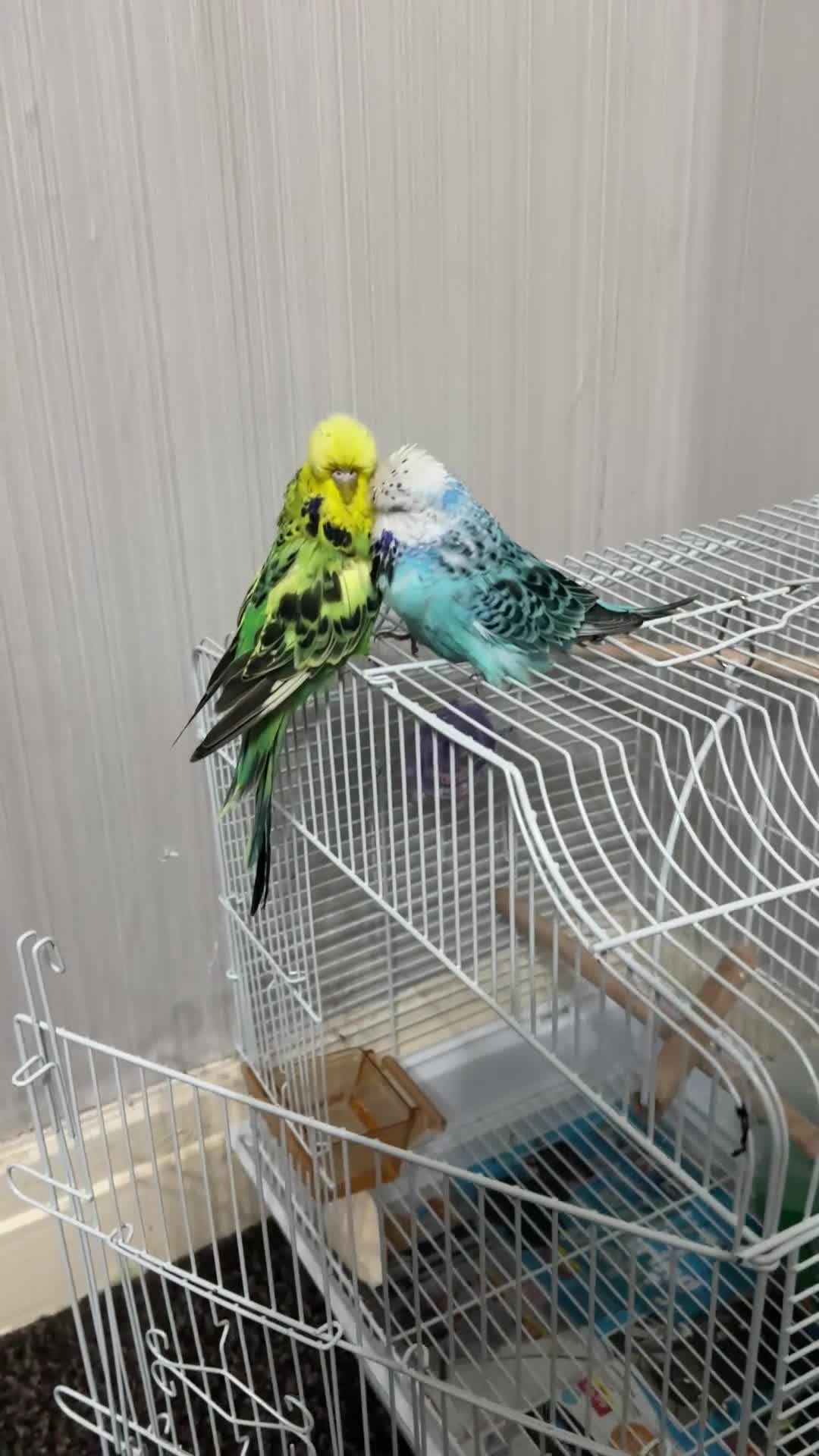 Budgerigars birds for sale: Budgies - Video 5