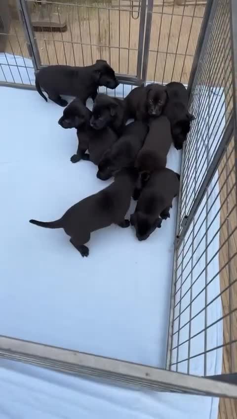 Mixed Breed dogs for sale: Malinois x German shepherd puppy’s  in Grays - Video 1