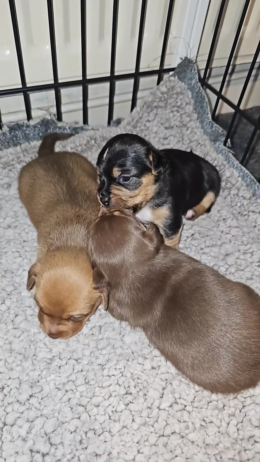 Jack Russell dogs for sale: LOVELY TRI-COLOURED JACK RUSSELL PUPS FOR SALE🐶❤️ - Video 1
