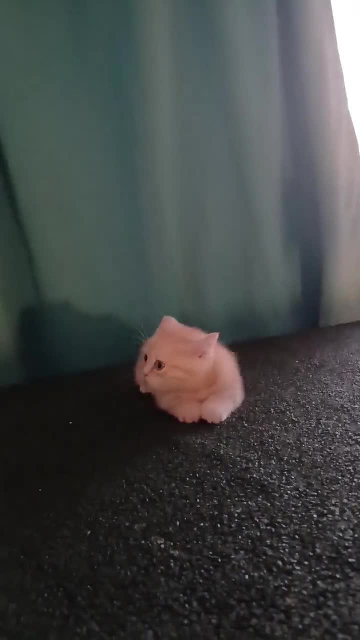 British Shorthair cats for sale: Kittens available. - Video 1