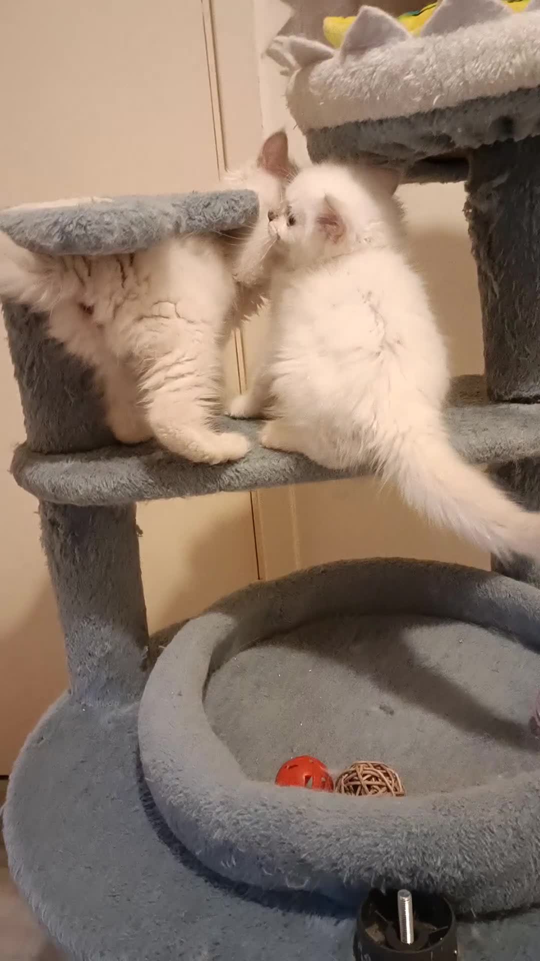 Ragdoll cats for sale: Ready now Rare active fawn point boy - Video 2