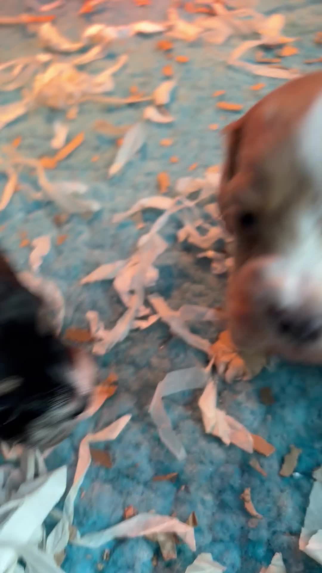 Cockapoo dogs for sale: 🌸 Stunning Multicoloured Cockapoos💙 - Video 1