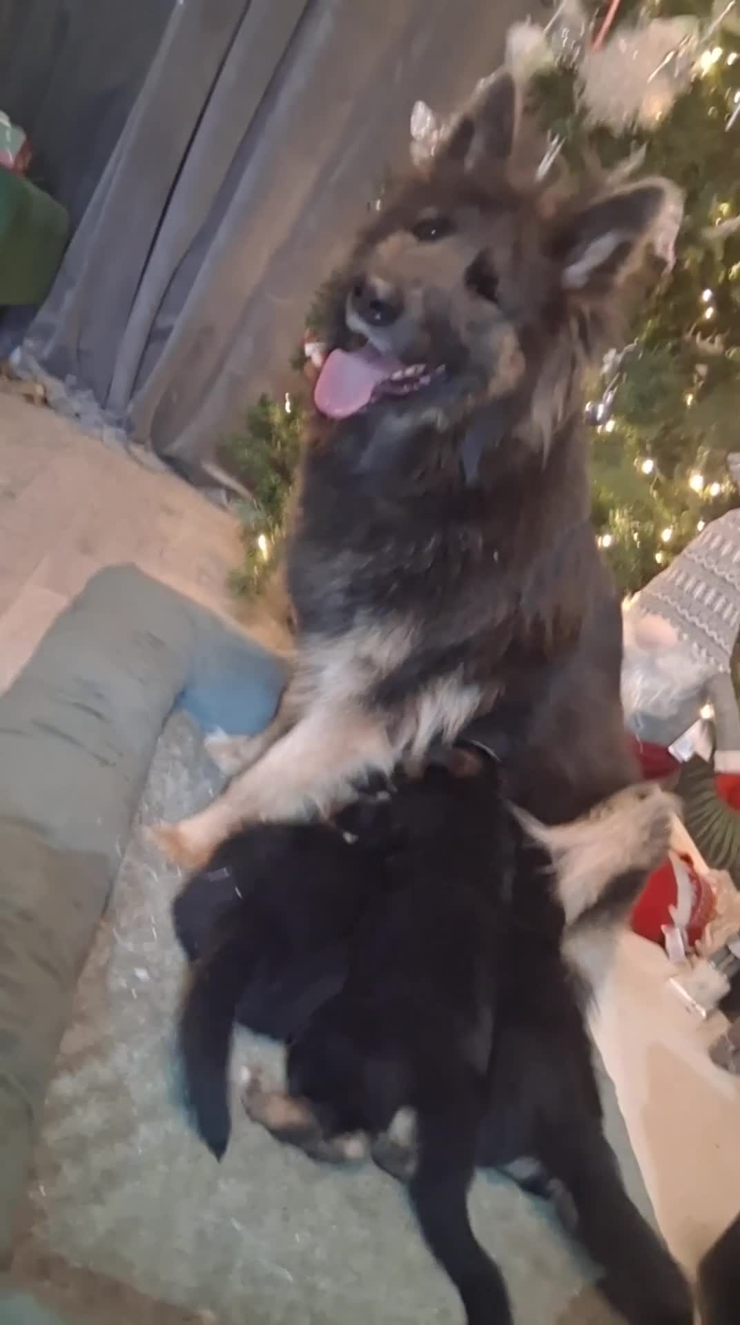 German Shepherd dogs for sale:   Last two KC Registered BeautifulGerman Shepherd  - Video 1
