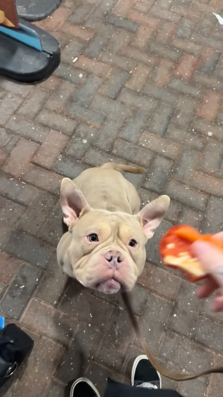 Mixed Breed dogs for sale: American Pocket Bull - Video 2