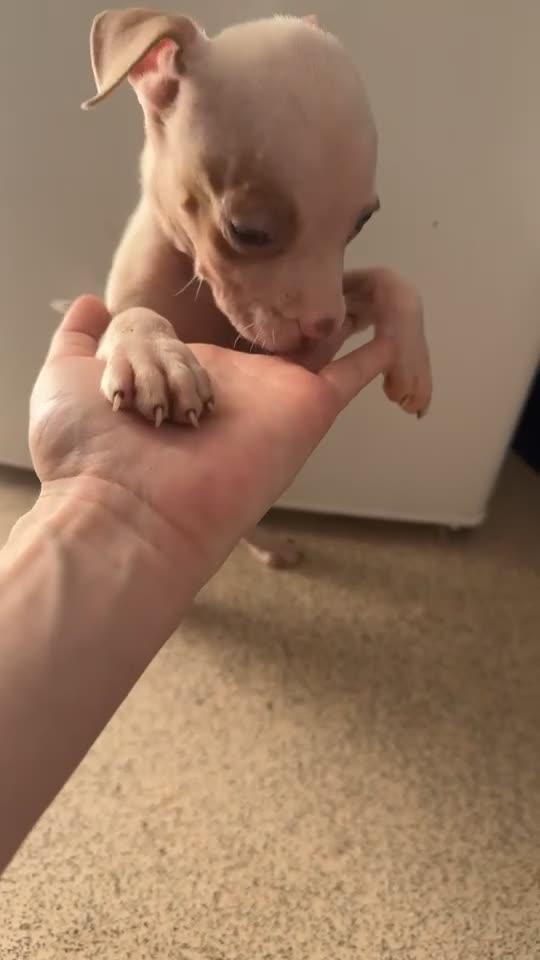 Mixed Breed dogs for sale: American bully x American bull staff 💙💕 - Video 2