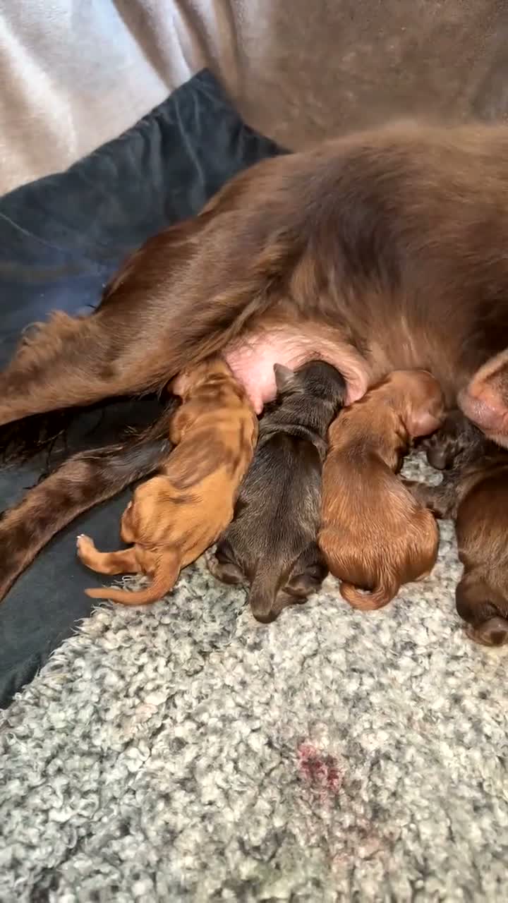 Cocker Spaniel dogs for sale: Gorgeous working cocker spaniel puppies  - Video 1