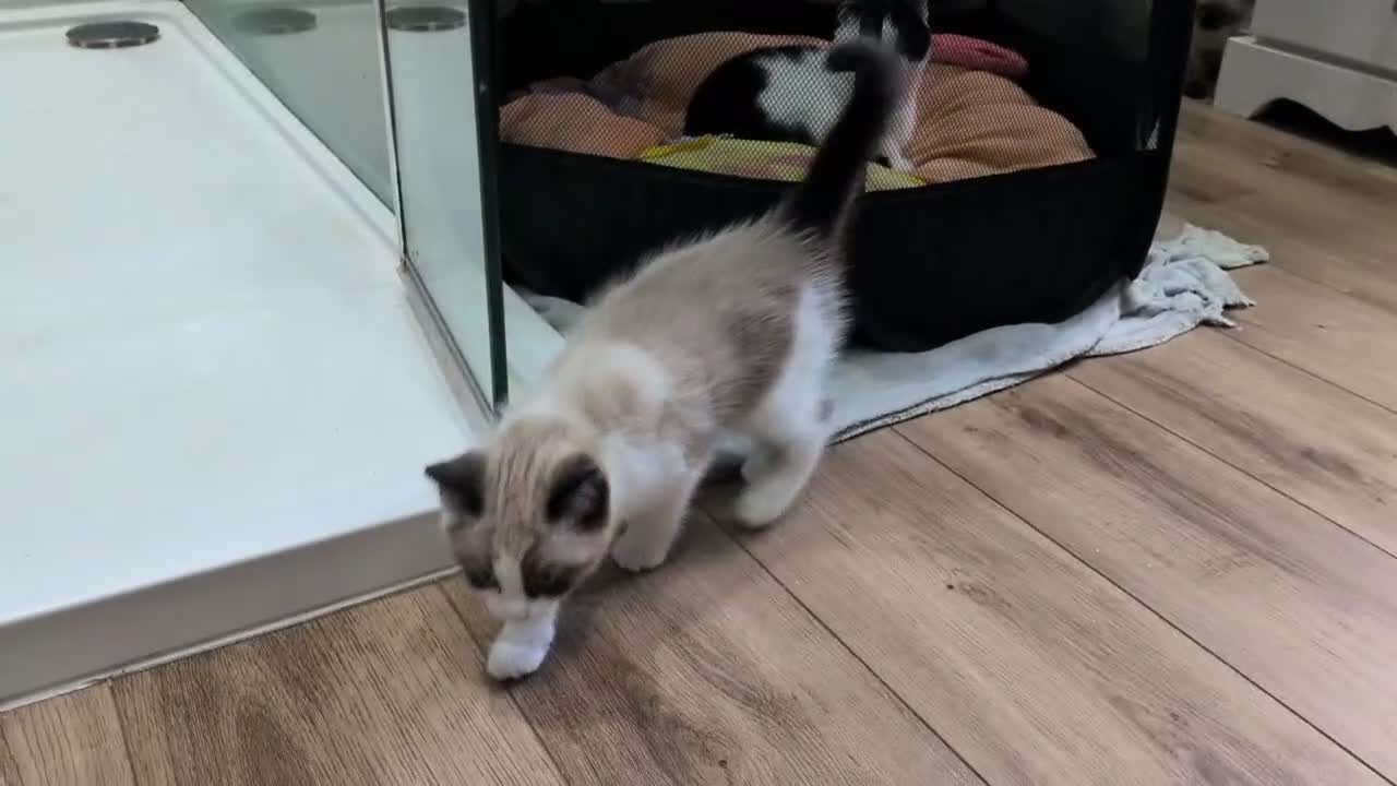 Mixed Breed cats for sale: Half Ragdoll quarter Siamese  - Video 1