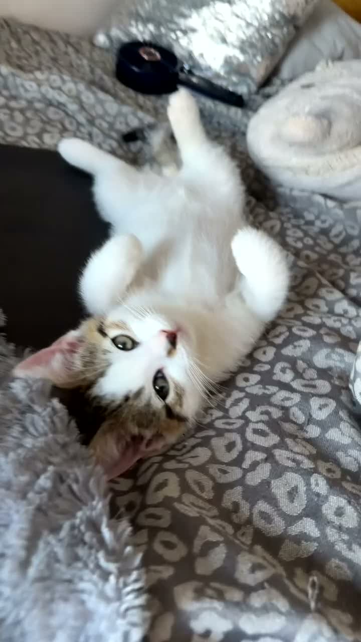 Mixed Breed cats for sale: Playful male mixed breed  - Video 2