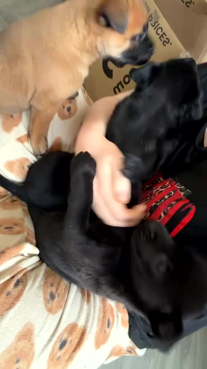 Belgian Shepherd Dog dogs for sale: MALI PUPPIES  - Video 1