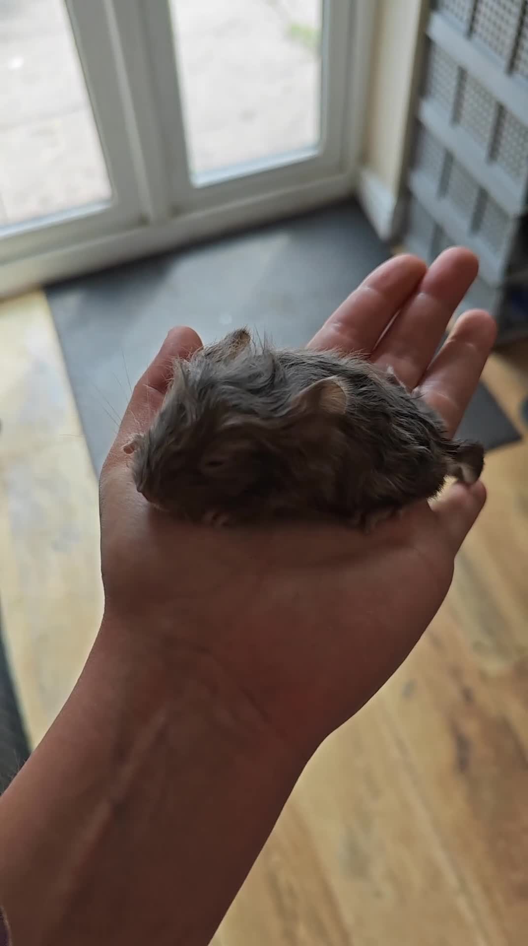Chinchilla rodents for sale: male chinchilla  - Video 1