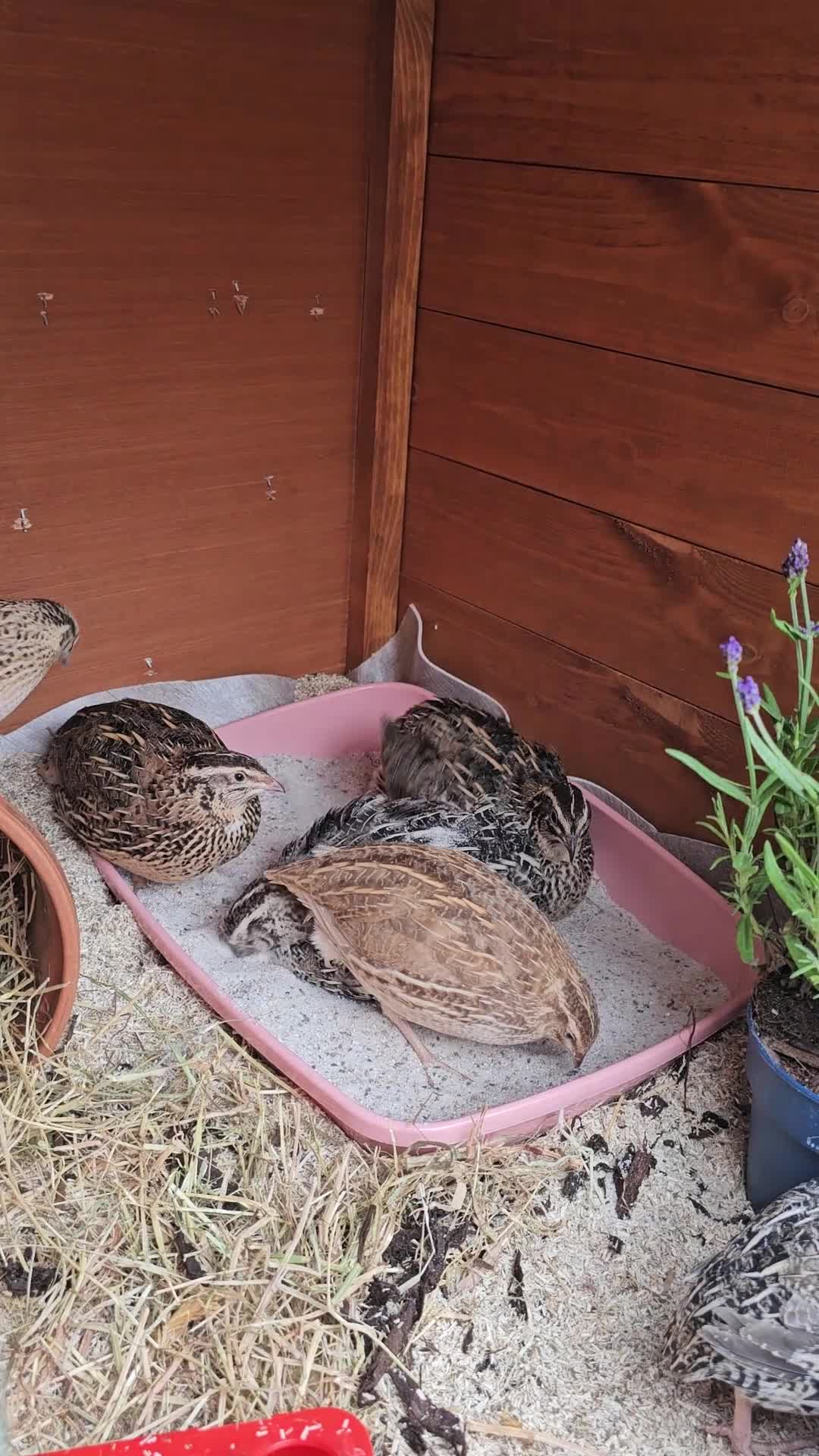 Quail poultry for sale: 6 female quails and hutch in Nottingham - Video 1