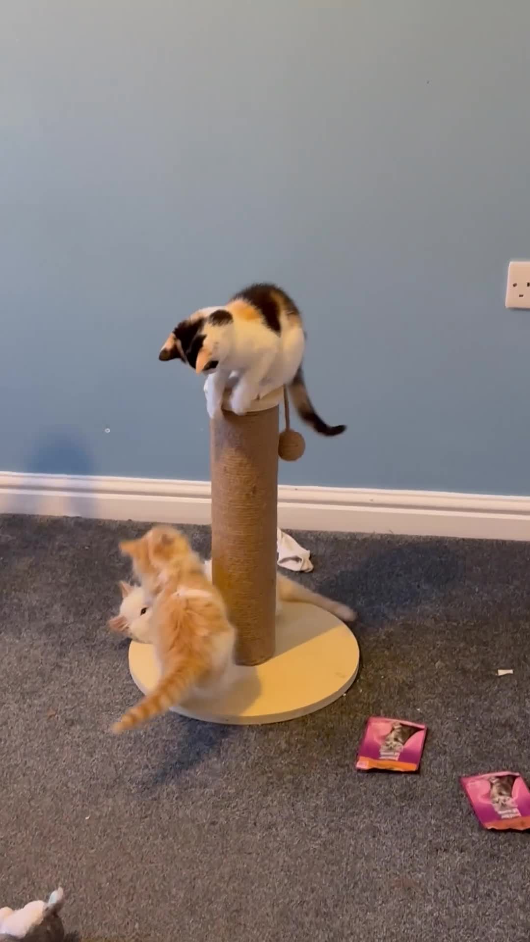 Mixed Breed cats for sale: Kitten 1 in Rotherham - Video 1