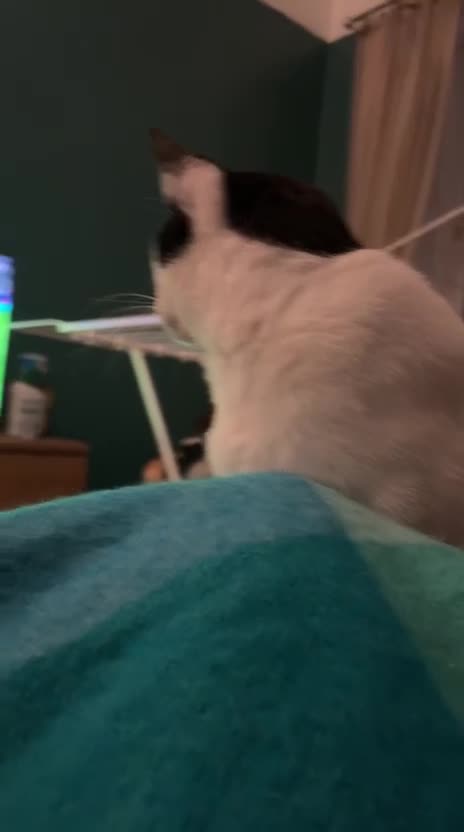 Arabian Mau cats for adoption: Handsome Leo ♌️ (House Cat) - Video 5