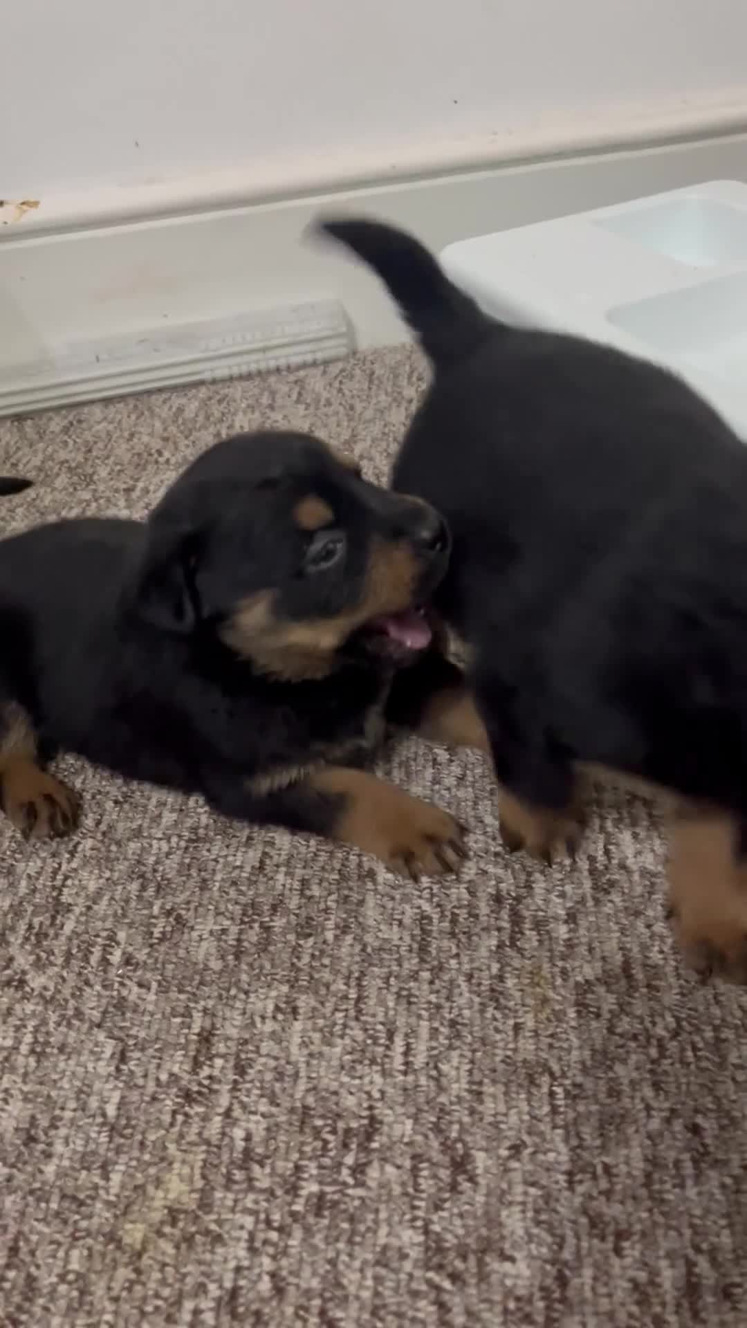 Rottweiler dogs for sale: Beautiful Chucky rottie pups - Video 1