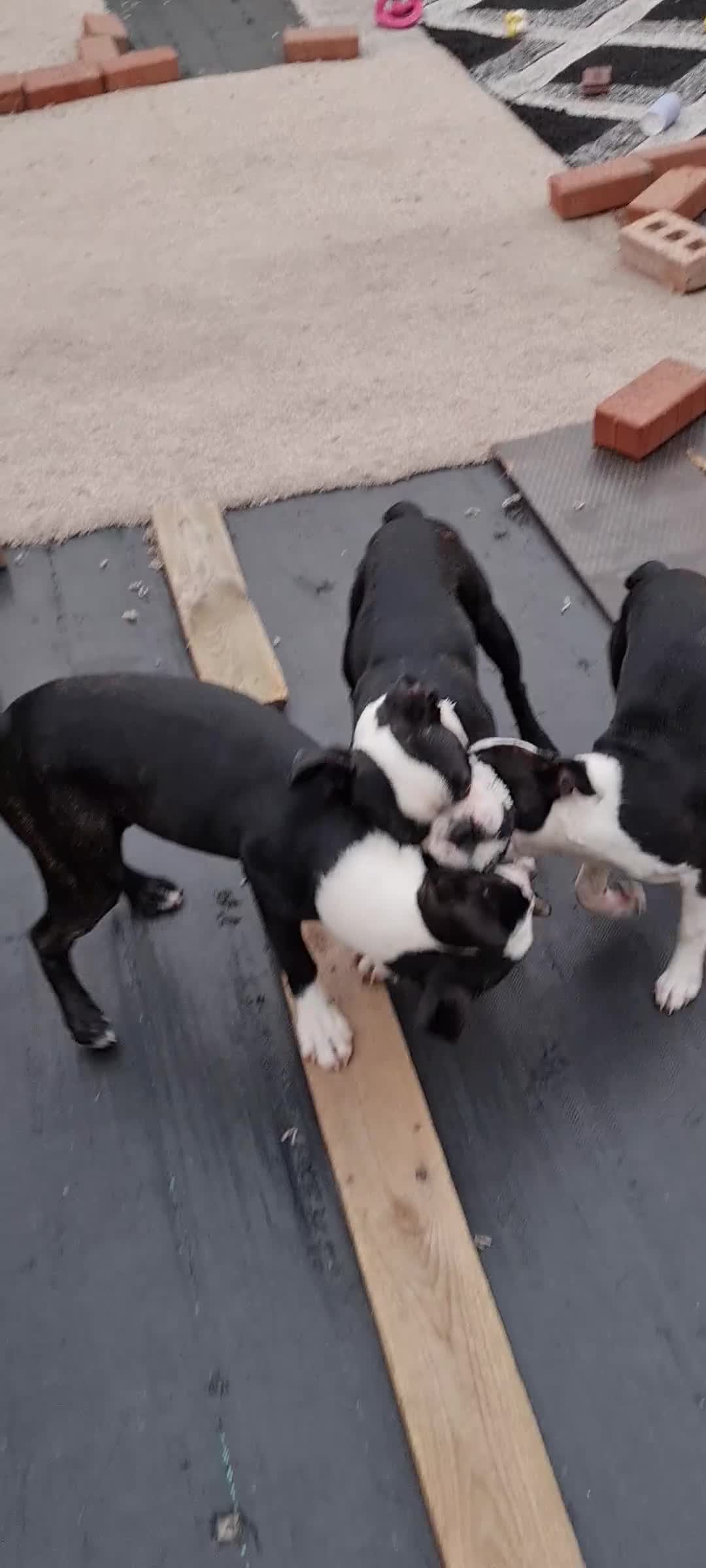Boston Terrier dogs for sale: Need home,s ASAP  - Video 1