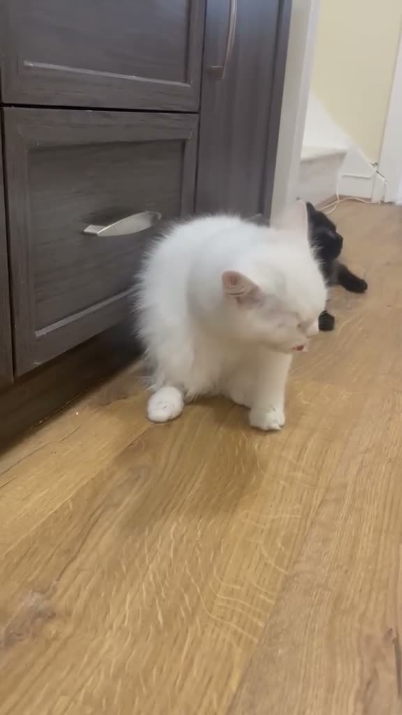 Mixed Breed cats for sale:  Persian kittens for sale  - Video 1