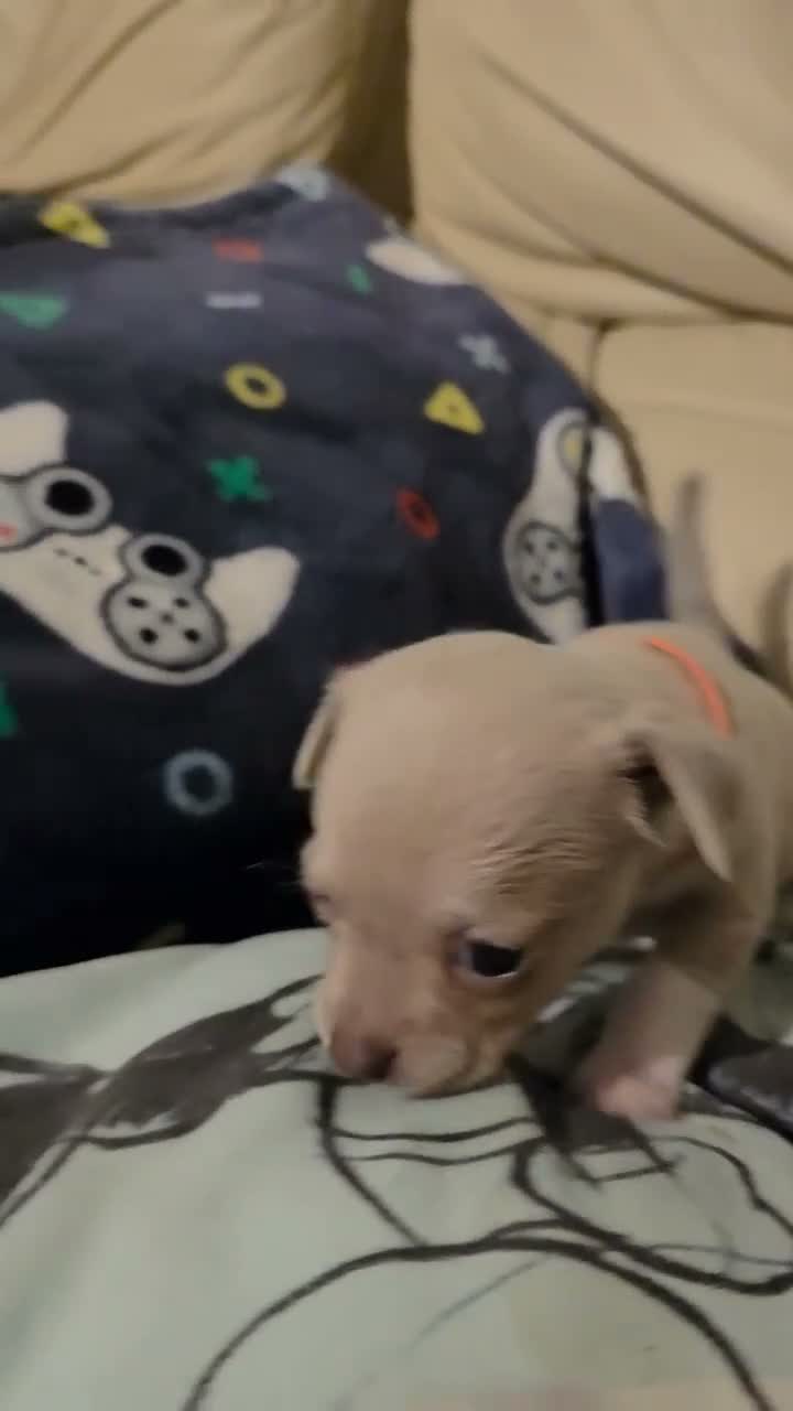 Chihuahua dogs for sale: Beautiful Chihuahua Puppies Lookin for 4ever Homes - Video 4