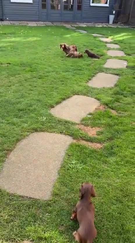 Miniature Dachshund dogs for sale: PRICE REDUCED Cute long hair chocolate dachshunds  - Video 1