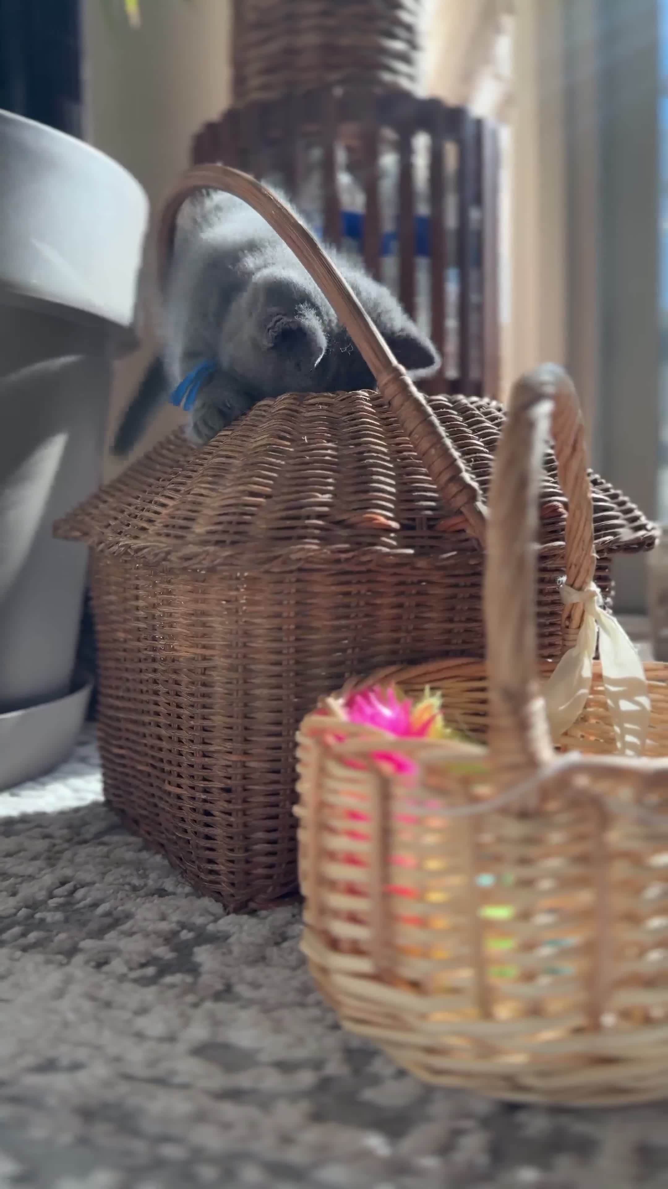 British Shorthair cats for sale: Beautiful British Shorthair Kittens 🐾 - Video 1