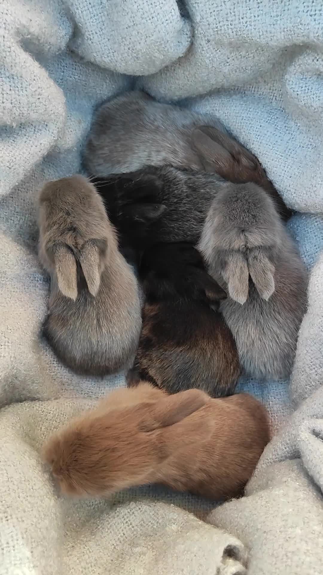 Mini Lop rabbits for sale: Beautiful mini lops  - Video 1