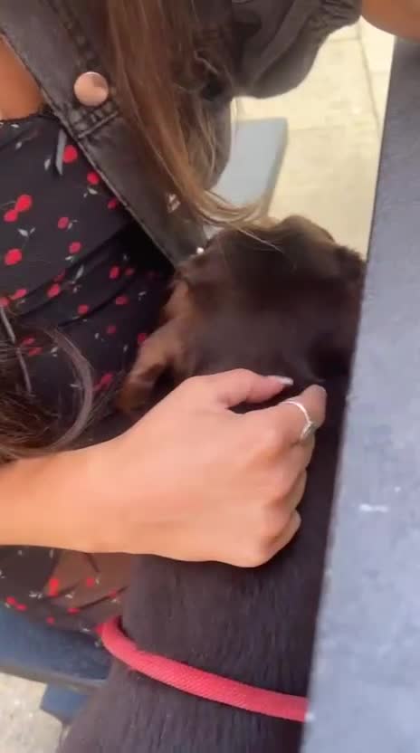 Dobermann dogs for sale: Champion Bloodline Dobermann female  - Video 2