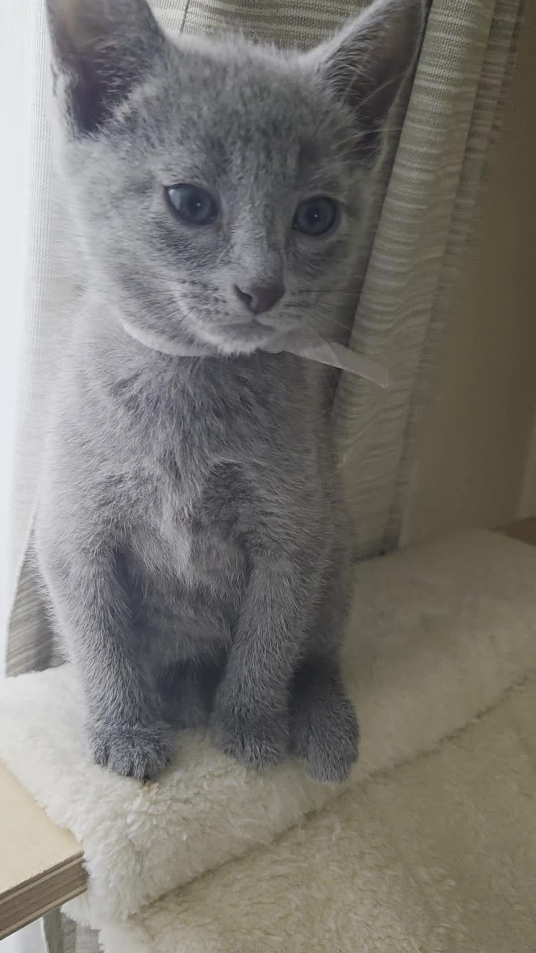 Russian Blue cats for sale: Two ⚜️Russian Blue Kittens – TICA Registered⚜️ - Video 3