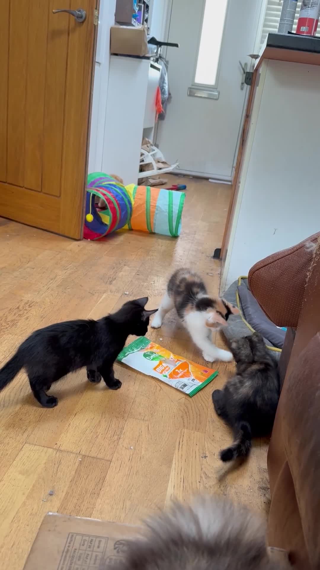 Maine Coon cats for sale: Wednesday is still looking for her forever home  - Video 2
