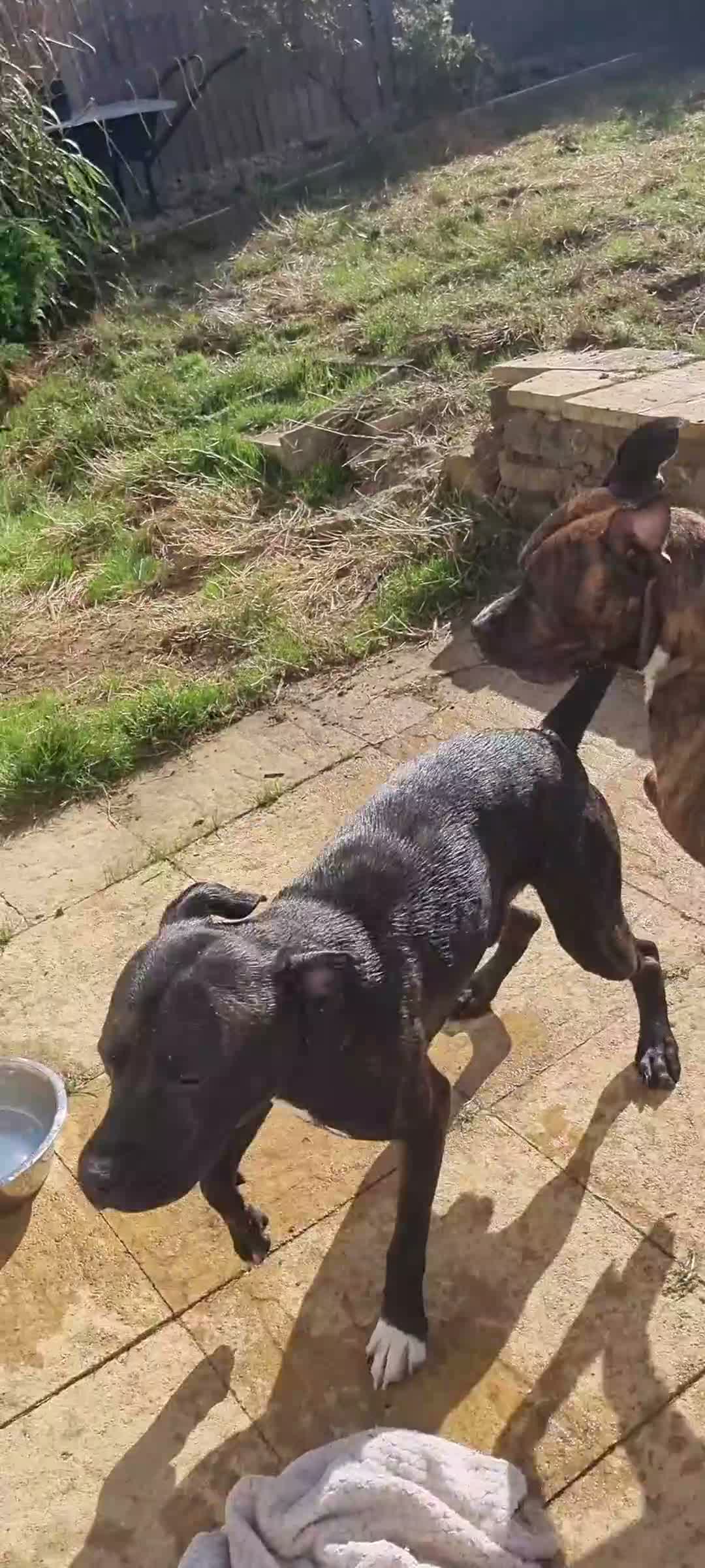 Mixed Breed dogs for sale: Bully Kutta cross Staff - Video 1