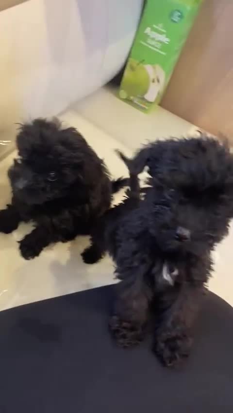 Cockapoo dogs for sale: Small Cockerpoo female puppy  - Video 1