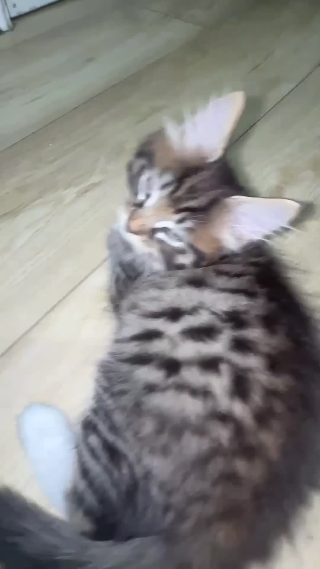 Mixed Breed cats for sale: Kitten - Video 1