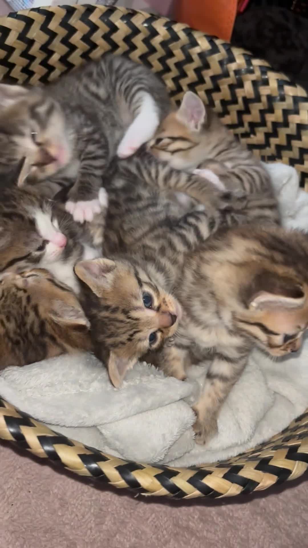 Mixed Breed cats for sale: Six very cute fluffy kittens  - Video 2