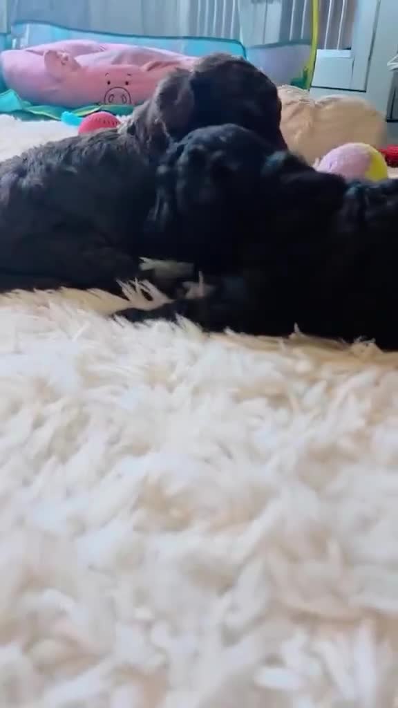 Maltipoo dogs for sale: ONE GIRL REMAINING 🩷 - Video 1