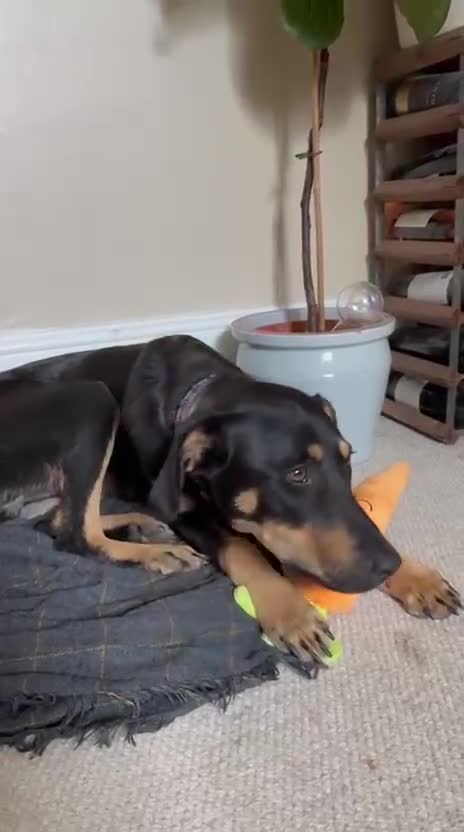 Dobermann dogs for sale: 🐶 Meet Mocha – Gentle Soul - Video 1