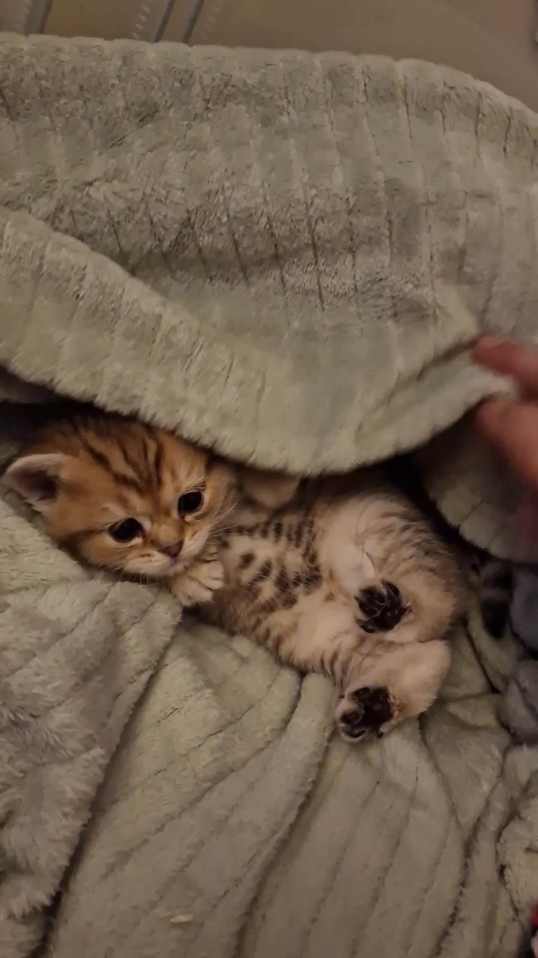 British Shorthair cats for sale: British shorthair silver tipped - Video 1