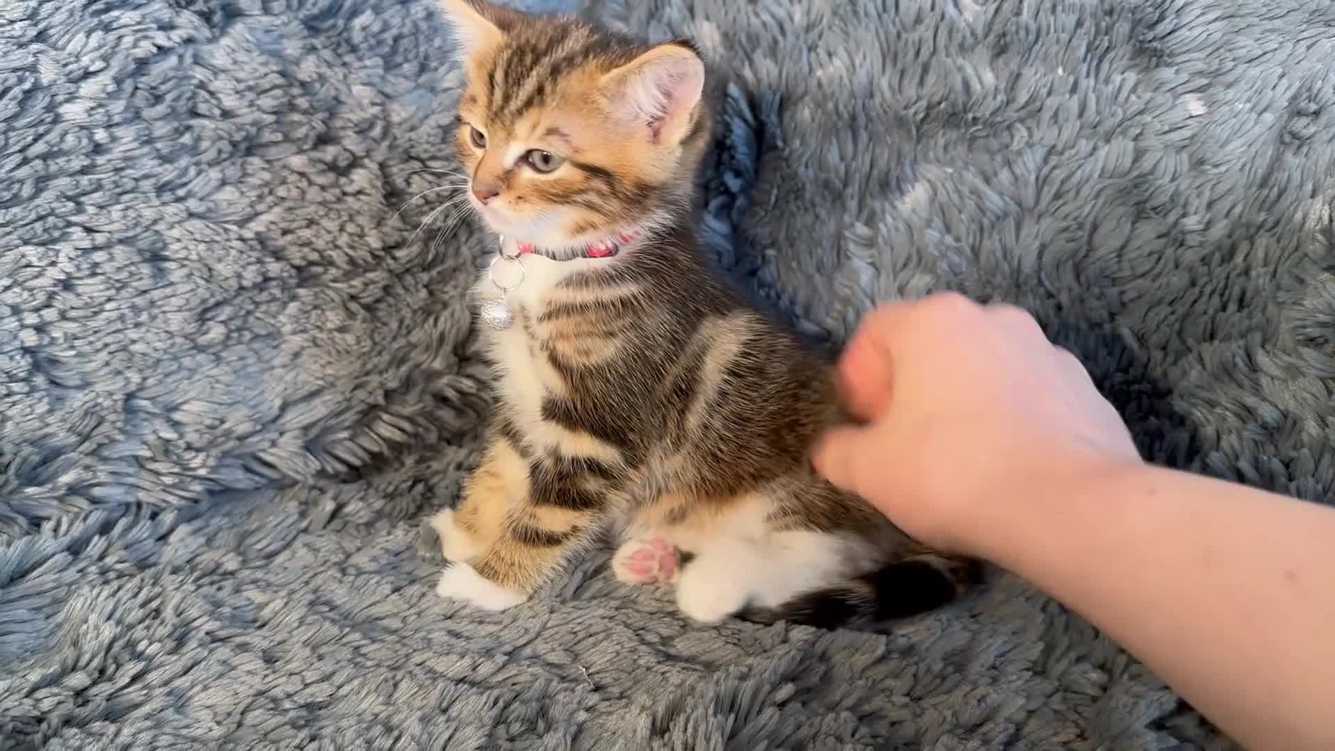 Mixed Breed cats for sale: 4 stunning kittens in Stanley - Video 1