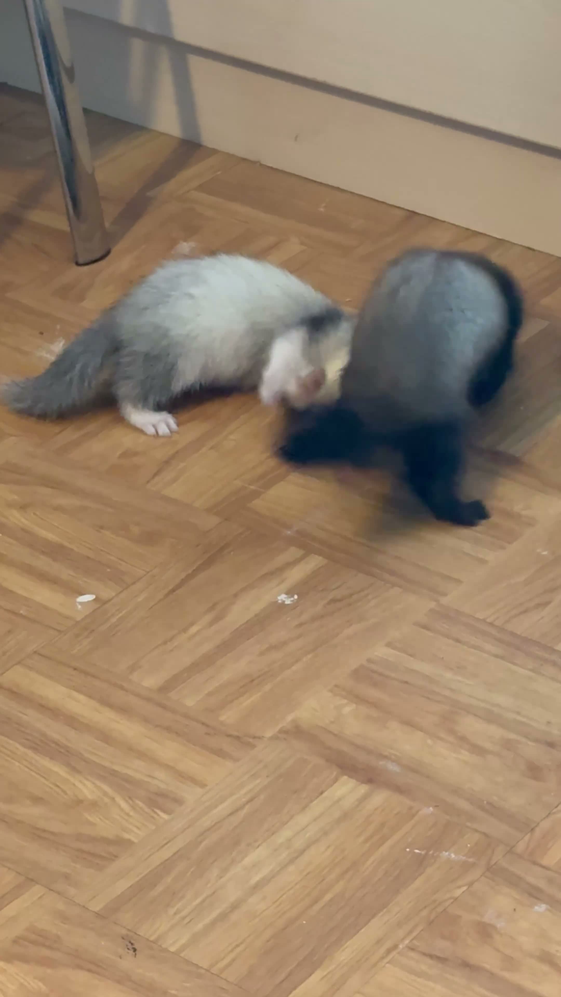 Ferret rodents for sale: 2 male ferrets with cage - Video 1