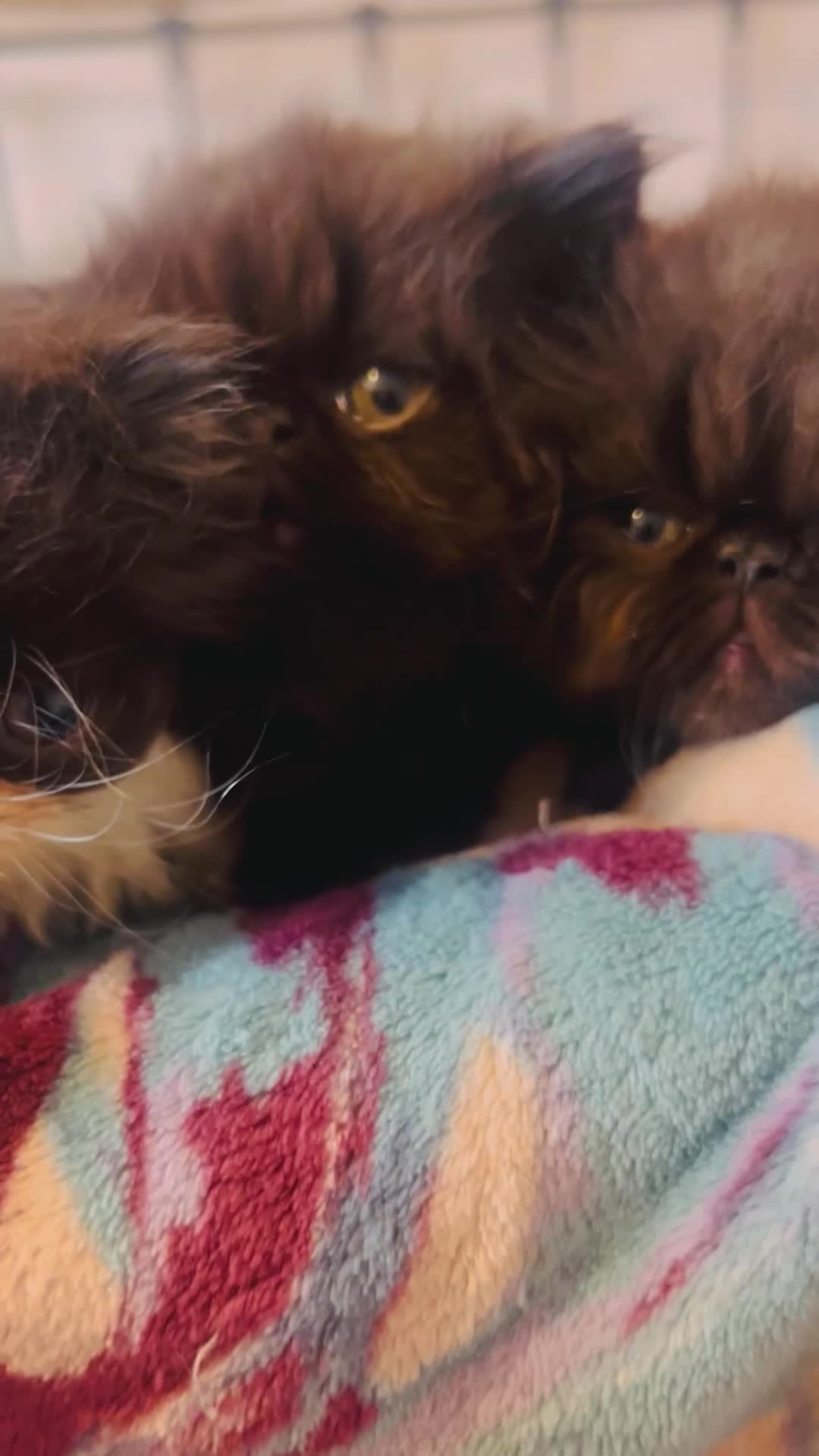 Persian cats for sale: Stunning Black Smoke GCCF Active ** Persians - Video 1
