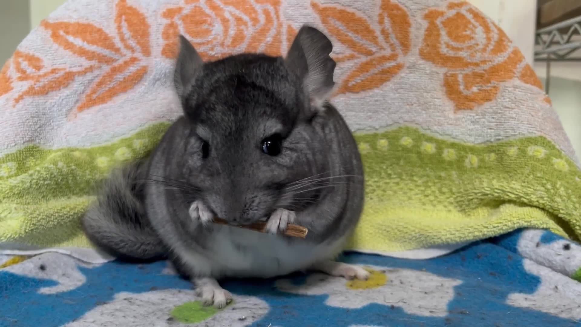 Chinchilla rodents for sale: One female standard grey DOB 2/04/2025 in Macclesfield - Video 1