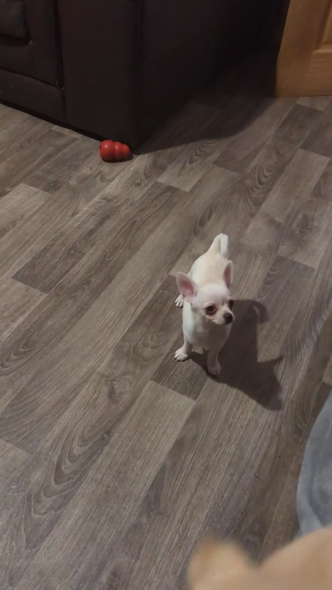 Chihuahua dogs for sale: ONE small toy pedigree Chihuahua - Video 1