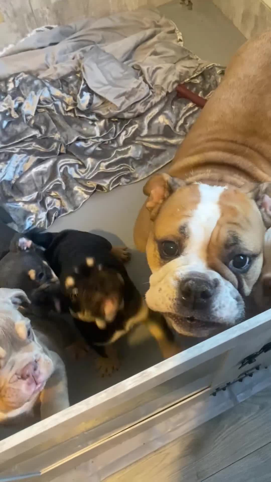 English Bulldog dogs for sale: Pedigree English bulldogs top-lines (7 weeks old)  - Video 1
