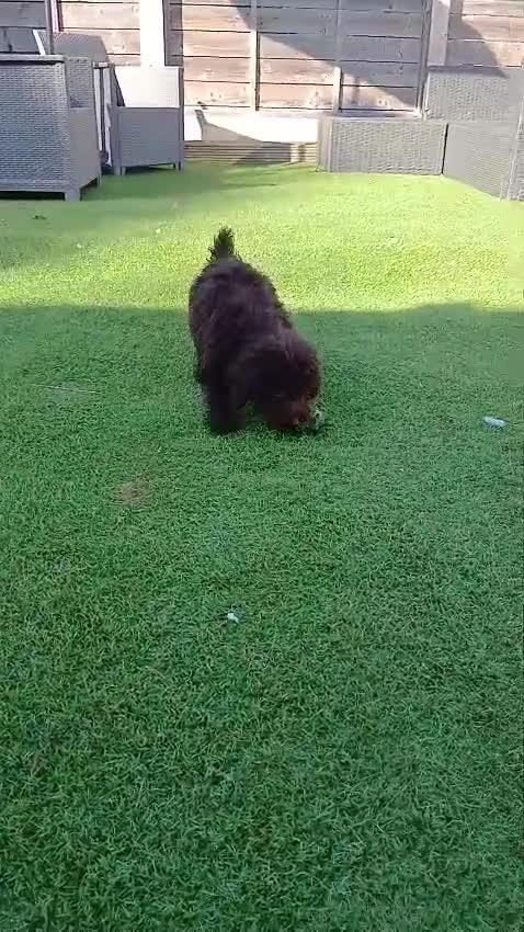 Toy Poodle dogs for sale: READY NOW Kc chocolate toy poodles  - Video 1